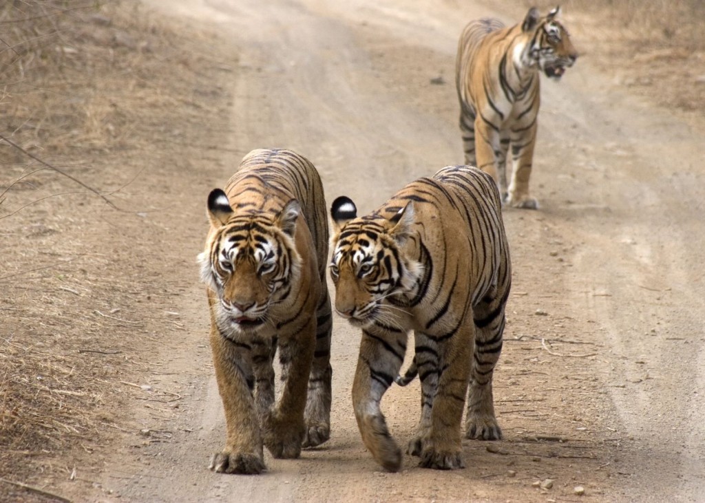 Best Game Drives And Safaris In Ranthambore National Park
