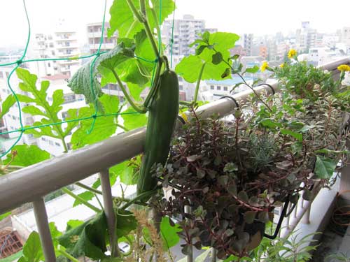 Cucumbers In The Balcony