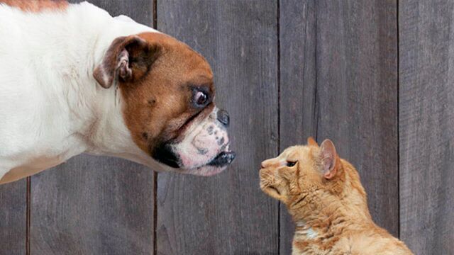 Why Dogs Are Better Pets Than Cats