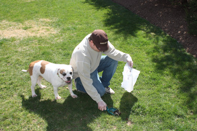 Dog Waste Removal - Why It Is Important And How To Do It