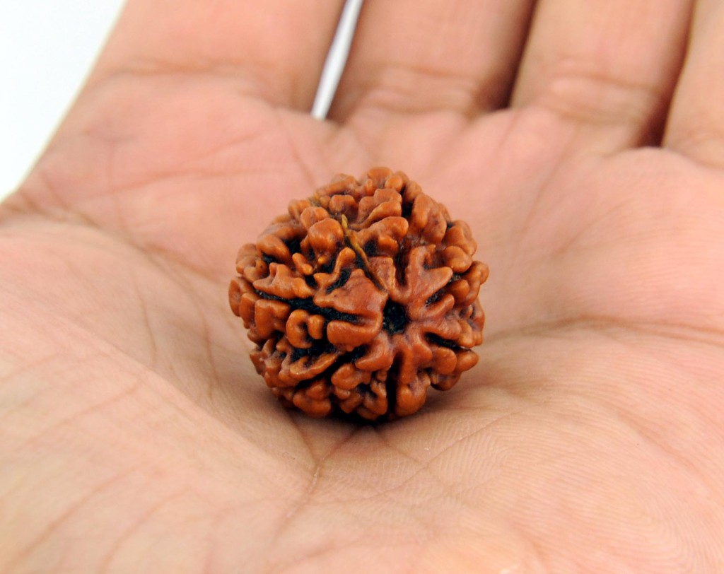 Bring Positivity With Rudraksha