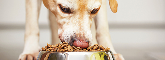 SOME HELPFUL TIPS ON FINDING THE BEST NATURAL DOG FOOD