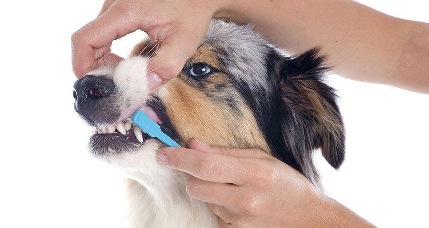 Tips To Keep Your Dog Clean