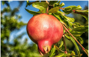 Pomegranate Oil For Hair - The Next Big Thing?